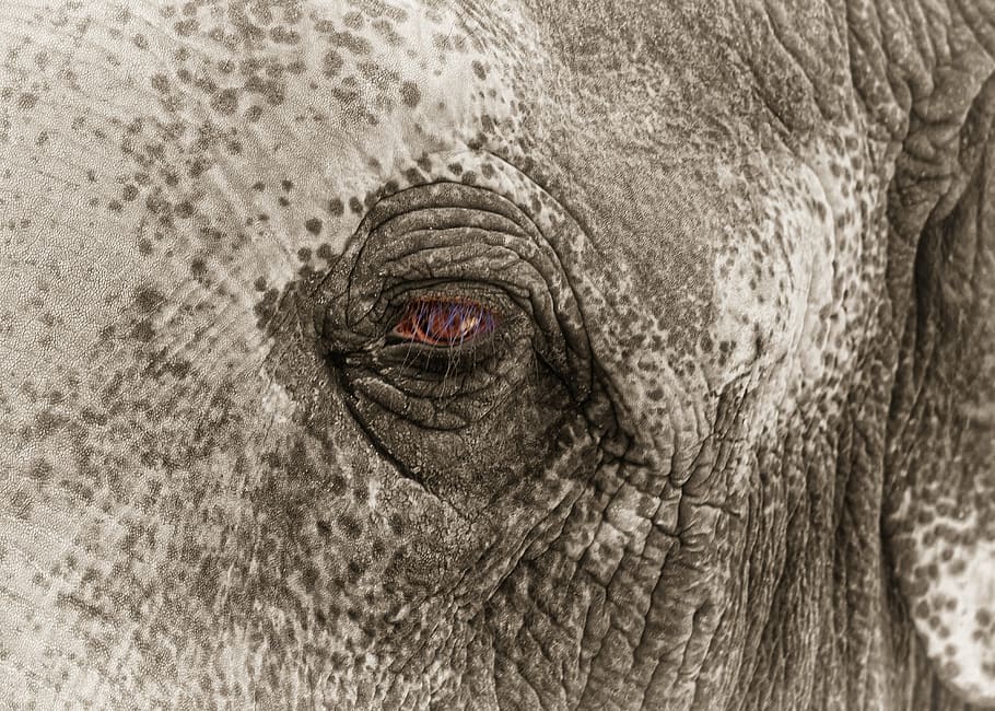 closeup photo of gray elephant, eye, sad, caught, zoo, black white HD wallpaper
