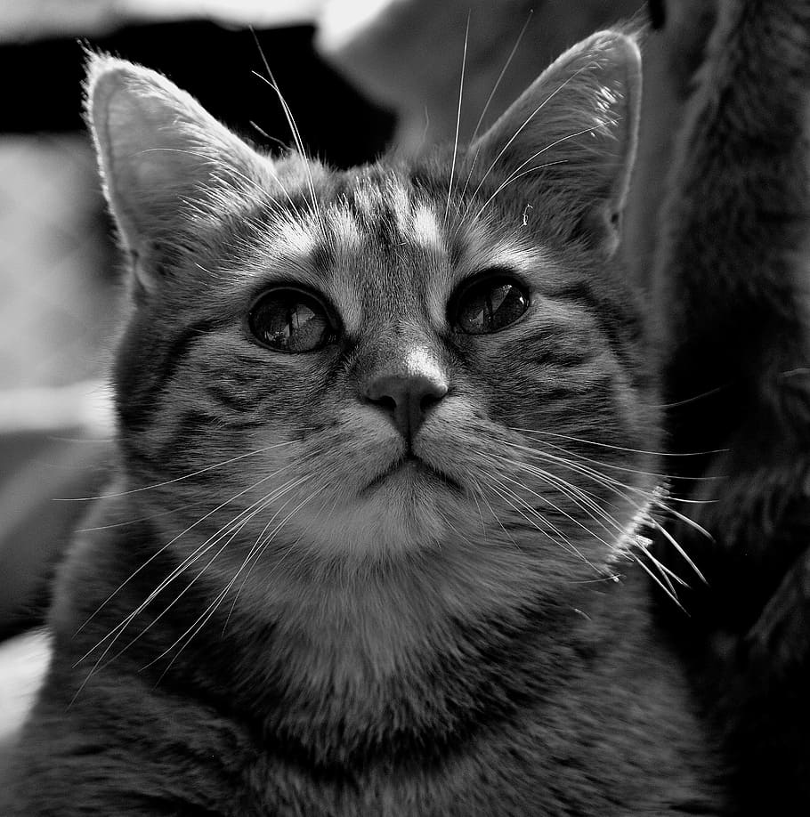 cat, face, close, view, eyes, portrait, adidas, animal world HD wallpaper