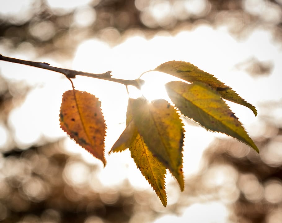 selective focus photography of withered leaf, macro photography of green leafed plant HD wallpaper