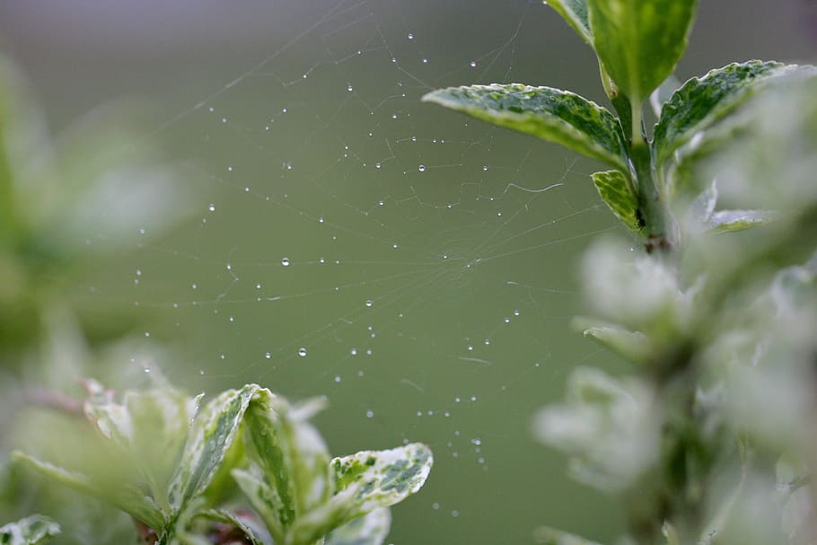 nature, web, spin, bug, macro, spider web, animal, legs, garden HD wallpaper