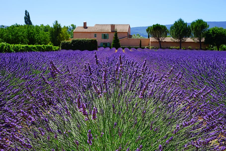 purple lavender flower field at daytime, estate, property, lavender field