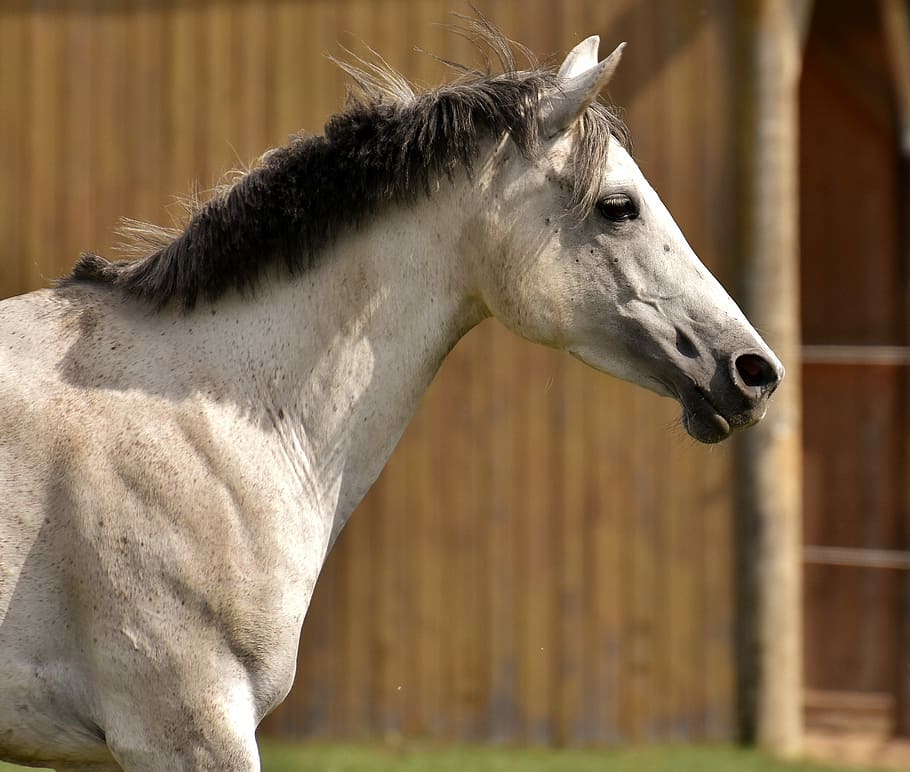 white horse near brown wall, mold, coupling, fool around, fun HD wallpaper