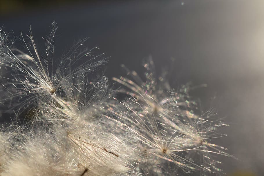 flying seeds, back light, wind, sunshine, close, ease, tender HD wallpaper