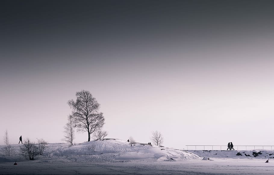 tree under gray sky, bare tree in the middle of snow field, winter HD wallpaper