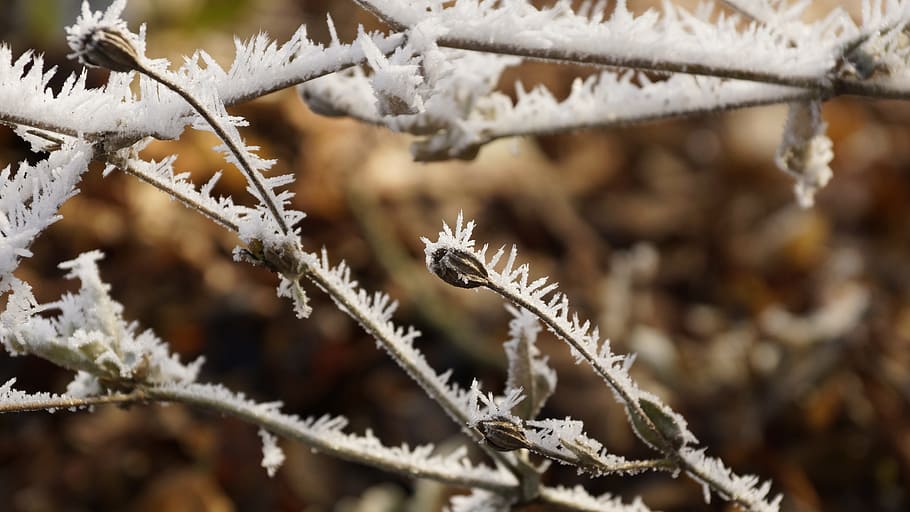 flower, seeds, winter, ice, snow, crystal, frost, cold, plant HD wallpaper