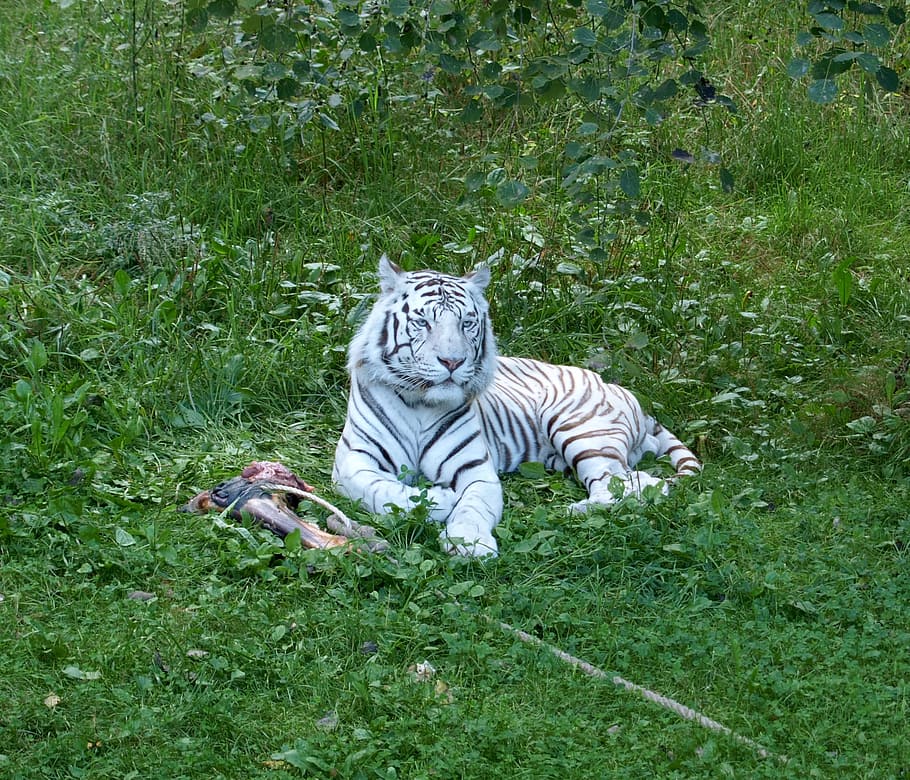 tiger, white tiger, cat, feline, wild, predators, enjoying HD wallpaper