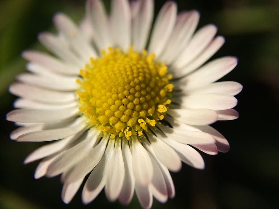 plant, flower, macro, daisy, white, spring, summer, field, garden HD wallpaper