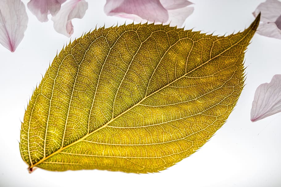 Leaf, Japanese Cherry, Falling Leaves, blossom, bloom, cherry blossom HD wallpaper