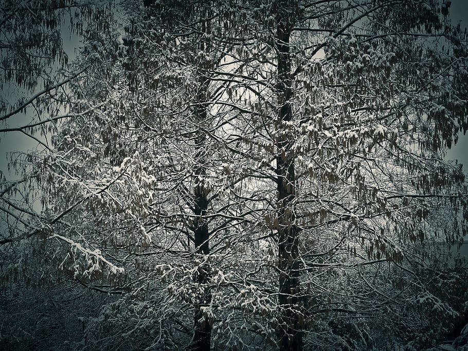 winter, snow, wintry, white, tree, cold, nature, landscape HD wallpaper