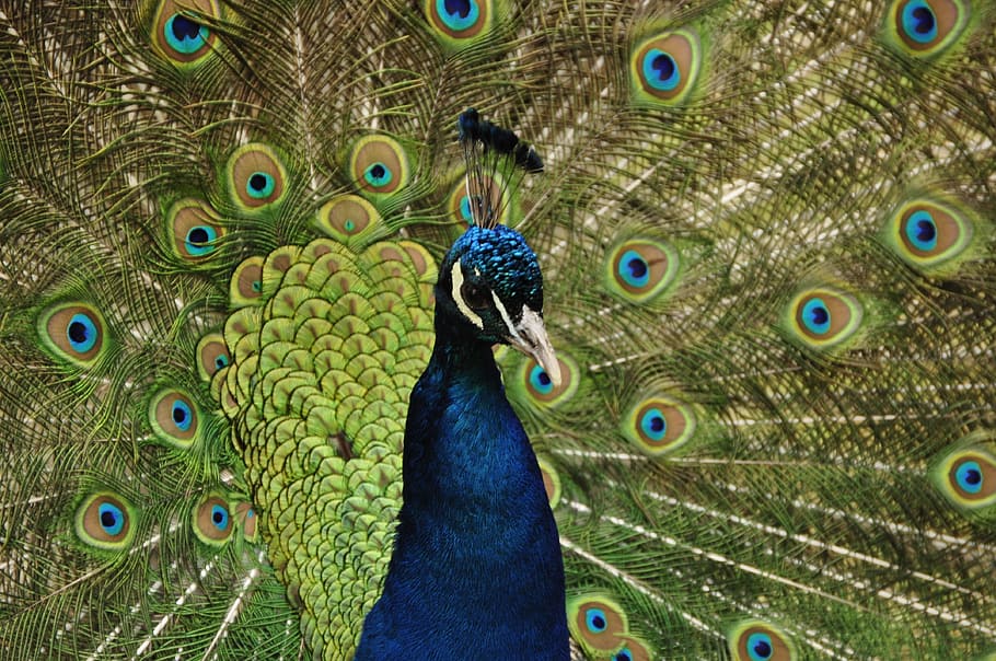 Peacock, Bird, Feather, Animal, Colorful, peacock feather, fanned out HD wallpaper