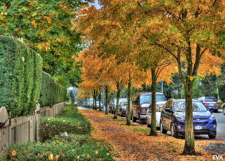 sidewalk, nature, leaves, fall, autumn, gold, fall color, plant HD wallpaper