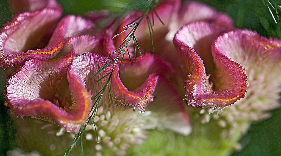 flower, celosia, wavy celozja, violet, fleshy, pleated, asparagus HD wallpaper