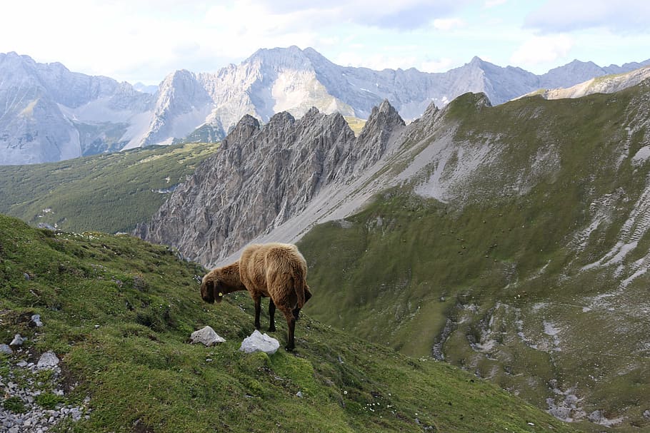 mountain, sheep, landscape, alps, mammal, animal themes, livestock HD wallpaper