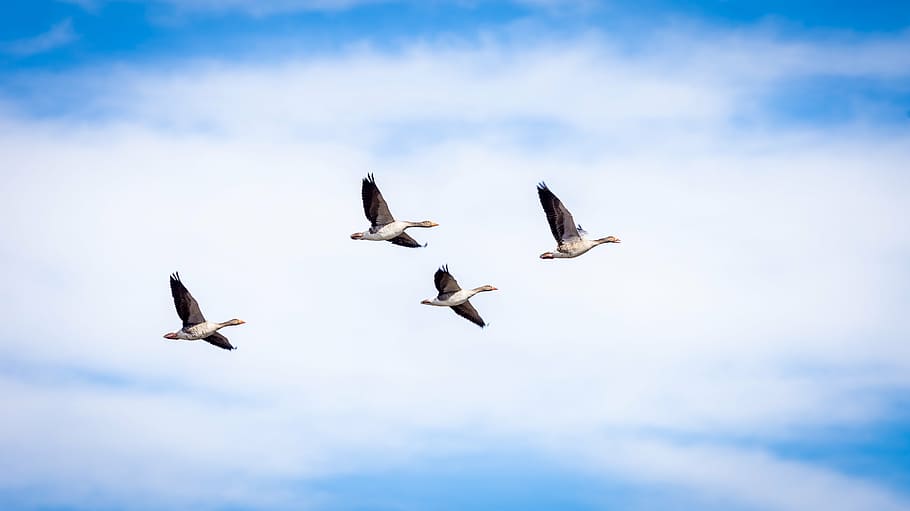 four birds flying, goose, grey, flight, isolated, wild, greylag, HD wallpaper