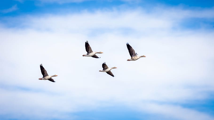 four birds flying, goose, grey, flight, isolated, wild, greylag HD wallpaper