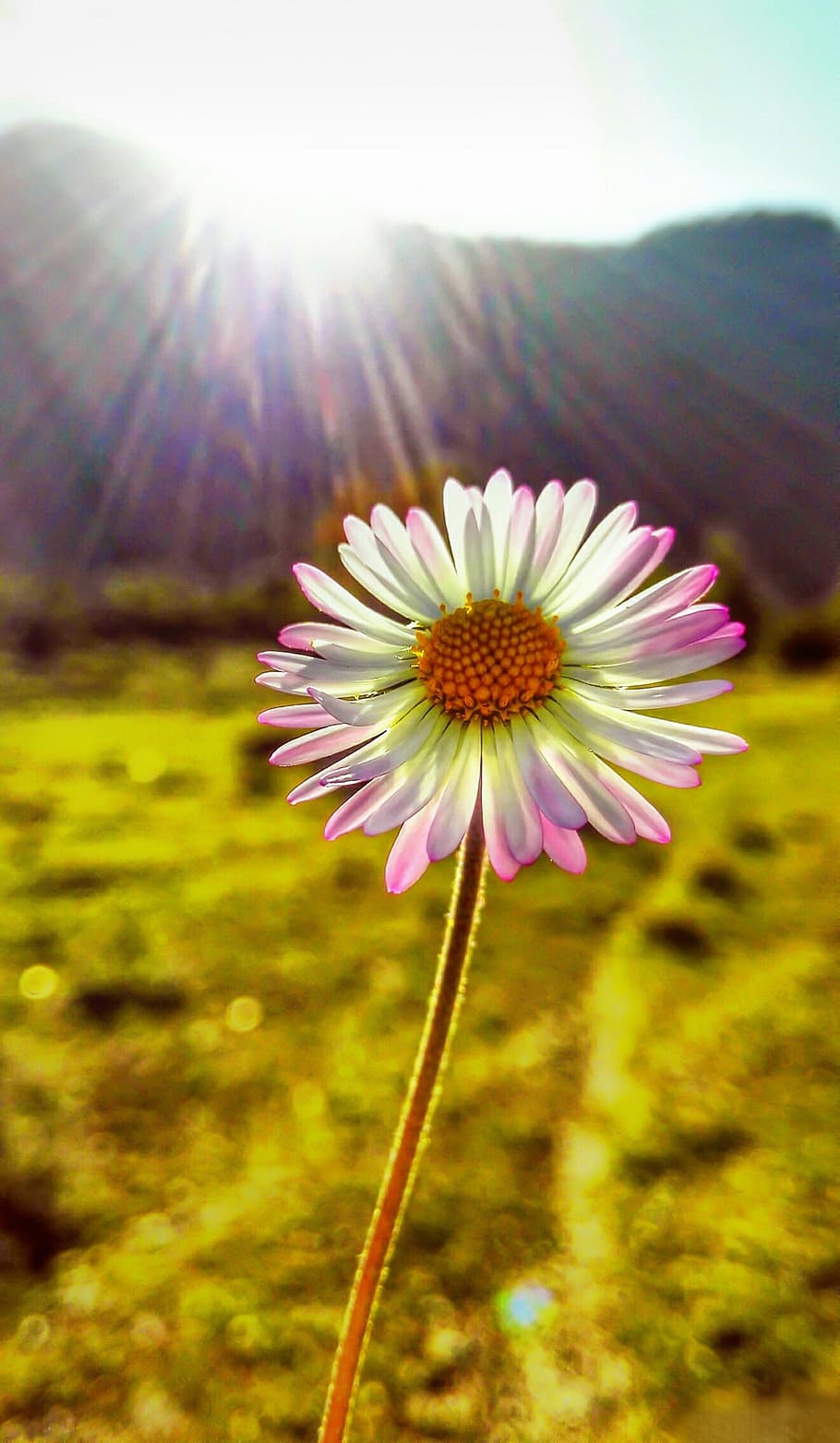 flower, macro, detail, flowering plant, freshness, beauty in nature HD wallpaper