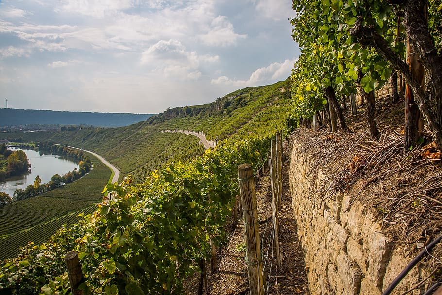 hessigheim, vineyard, winegrowing, rock, neckar valley, baden württemberg, HD wallpaper