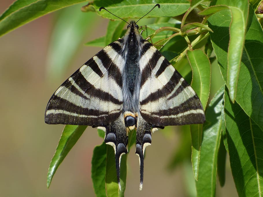 Papilio Machaon, Butterfly Queen, almond tree, detail, beauty, HD wallpaper