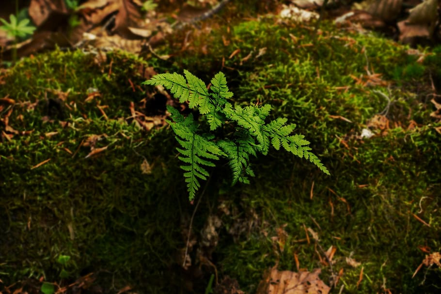 fern, moss, tree stump, light, mood, forest, forest floor, green HD wallpaper