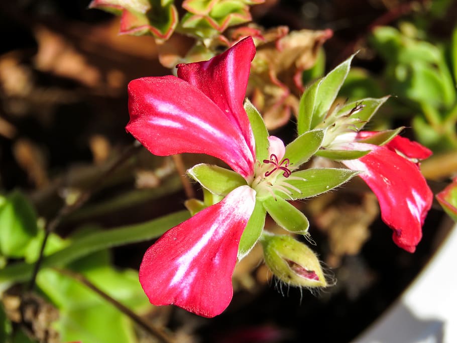 flowers, plants, pot, plant part, beauty in nature, leaf, growth HD wallpaper