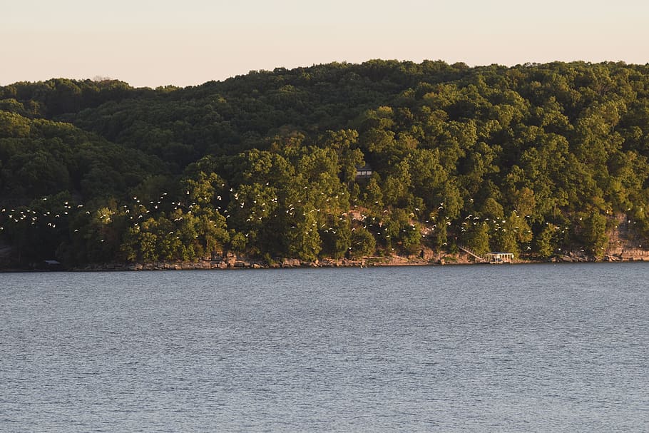 lake, shore, trees, white, birds, gulls, seagulls, flock, hills HD wallpaper