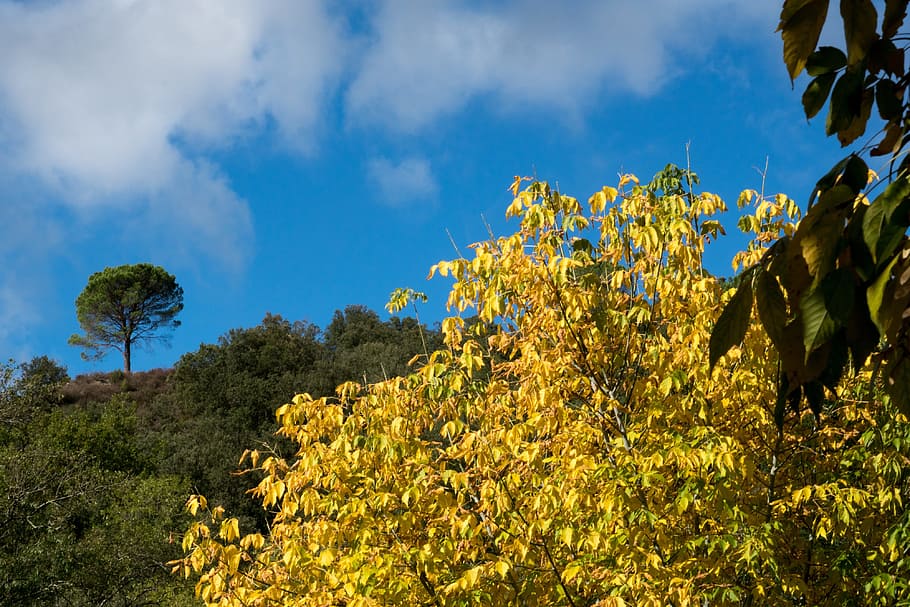 Autumn, Leaves, Tree, Fall Color, golden autumn, cevennes, south of france HD wallpaper
