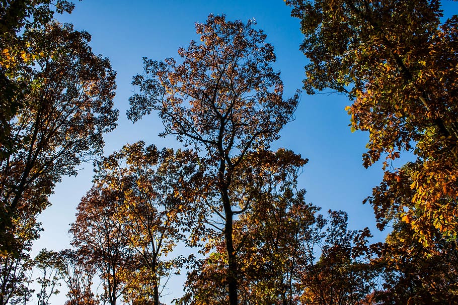autumn, trees, sky, blue, forest, golden autumn, autumn forest HD wallpaper