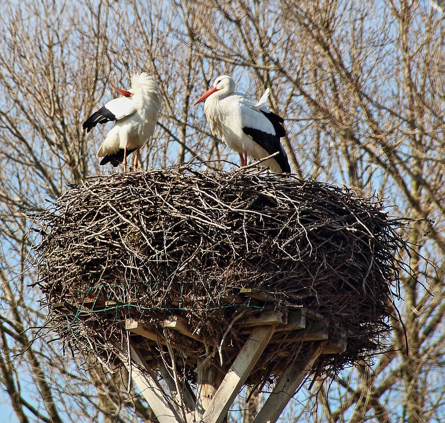 storchennest, stork couple, storks, breed, group of animals, HD wallpaper