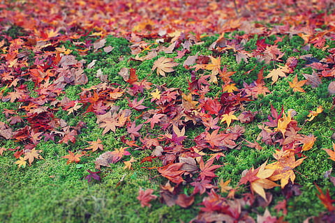 brown Maple Leaf on green grass field during daytime, autumn HD wallpaper