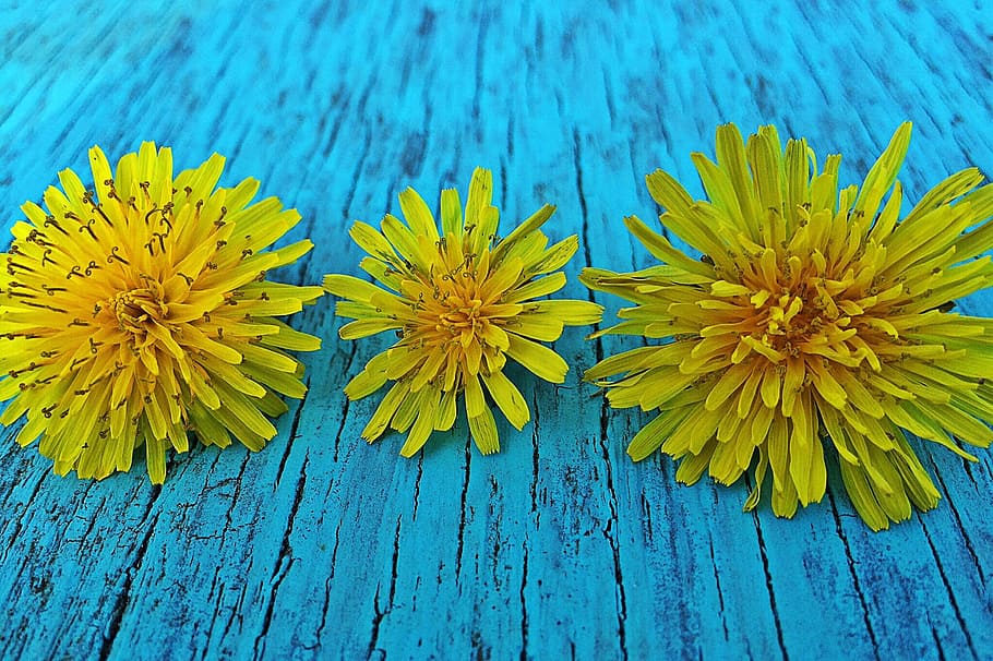 Dandelions, Spring, Yellow, Flower, Wild, blue, close-up, wood - material HD wallpaper