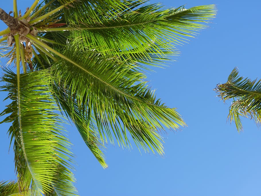 coconut tree, caribbean, coconut trees, palm, nature, palm Tree HD wallpaper