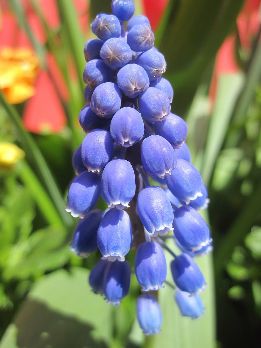 flower, nature, flowers, spring, netherlands, purple, garden HD wallpaper