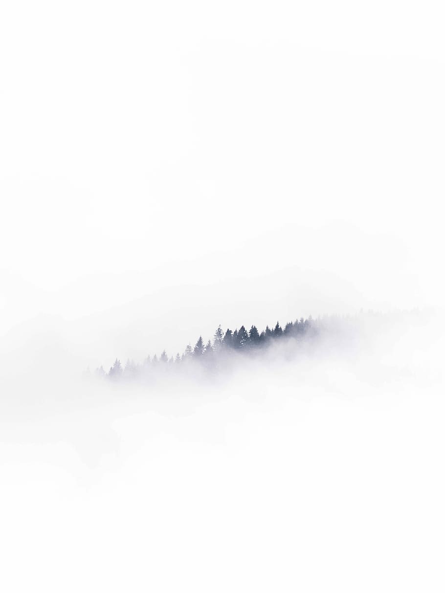 aerial photography of trees covered with clouds, fog, tranquility HD wallpaper