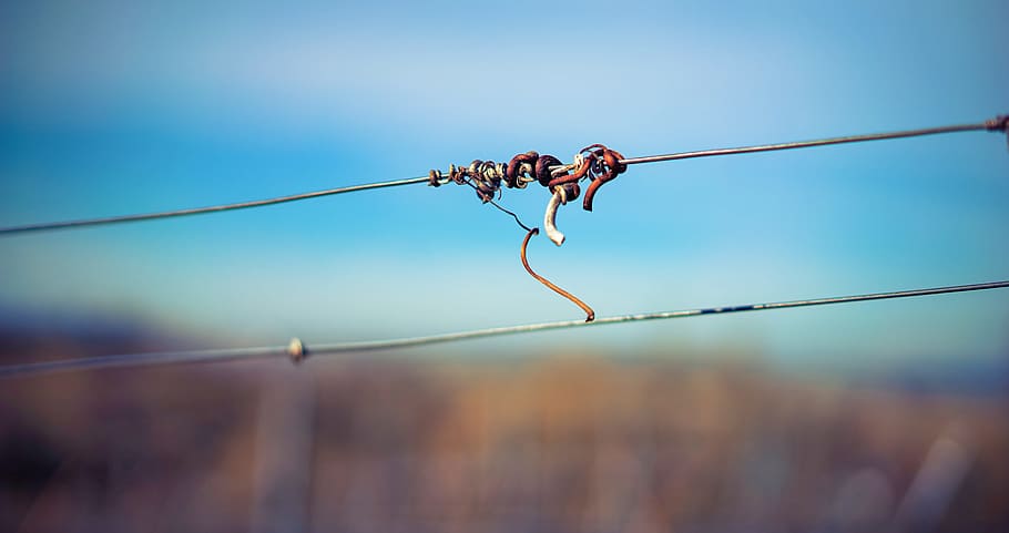 vineyard, details, structure, wine, winegrowing, grapes, vines HD wallpaper