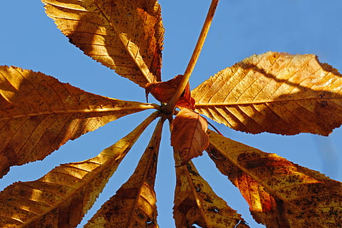 Chestnut, Leaves, Tree, autumn, chestnut leaves, buckeye, ordinary rosskastanie HD wallpaper
