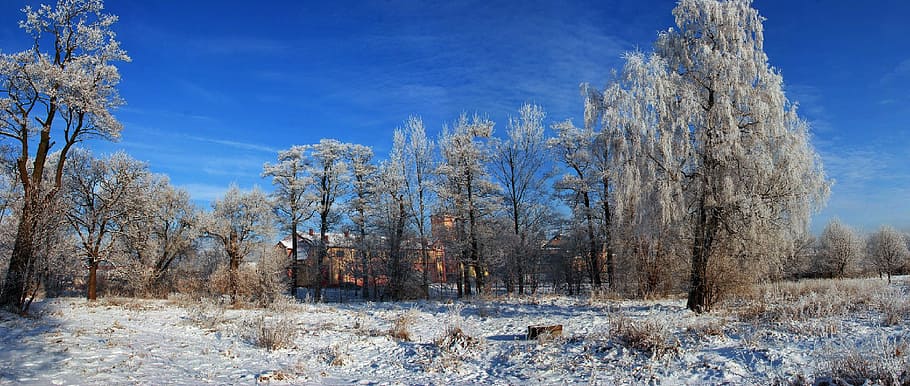 nature, winter, tree, snow, frost, landscape, plant, cold temperature HD wallpaper