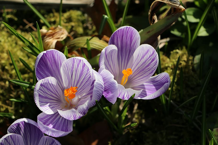 Crocuses, Purple, Spring, Flowers, plant, growth, outdoors HD wallpaper