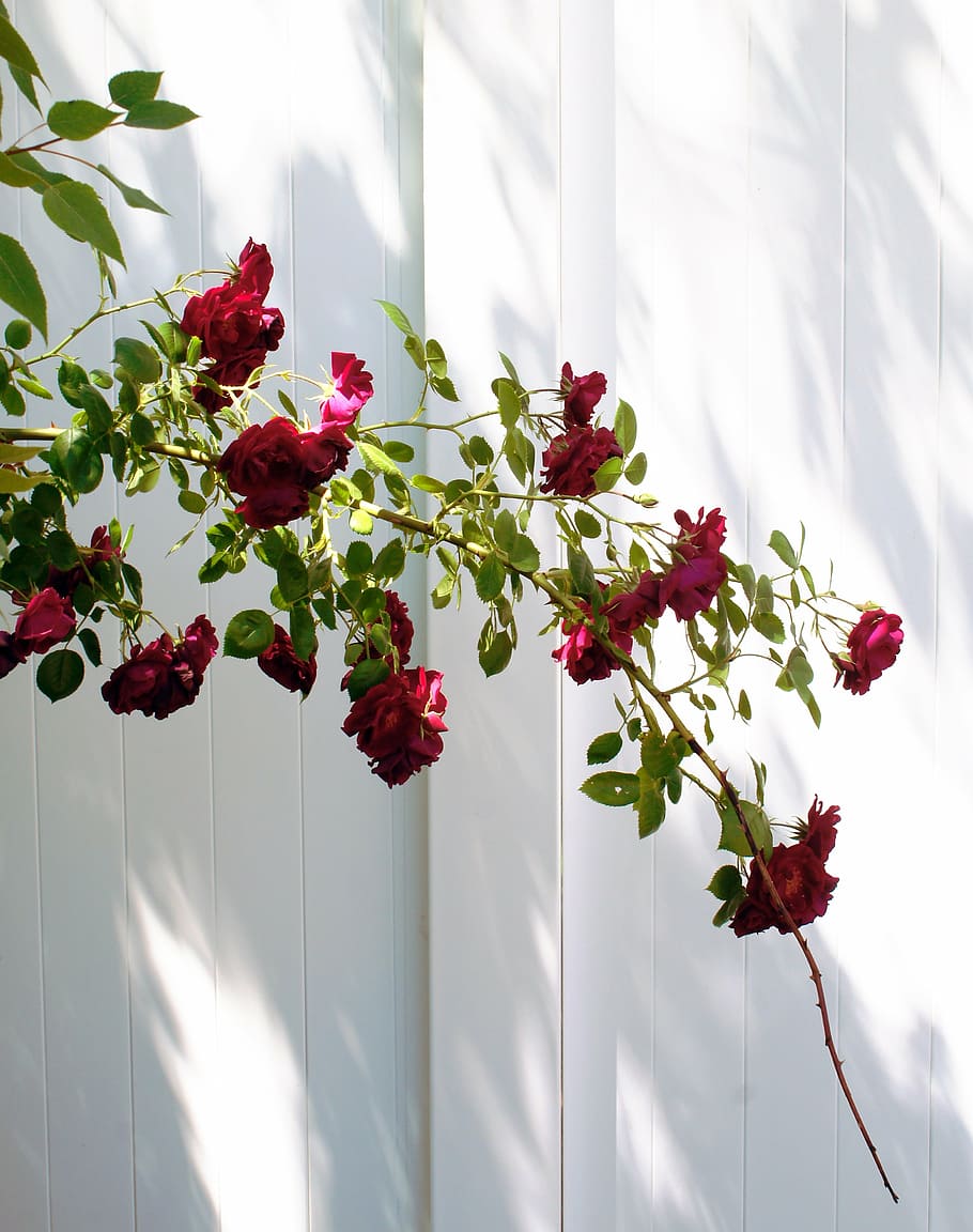 red, roses, bush, white, fence, outdoor, plant, flower, flowering plant HD wallpaper