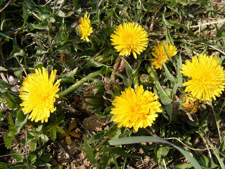 nature, flowers, gardens, hawkbit, taraxacum, officinale, flowering plant HD wallpaper