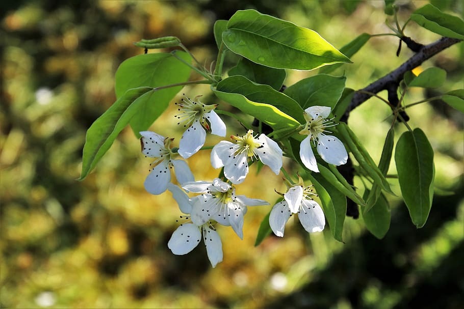 spring, tree, fruit, nature, plant, leaf, branch, the freshness HD wallpaper