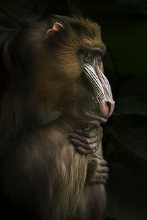 Lonely Mandrill, Baboon close-up photo, monkey, ape, animal, wild HD wallpaper