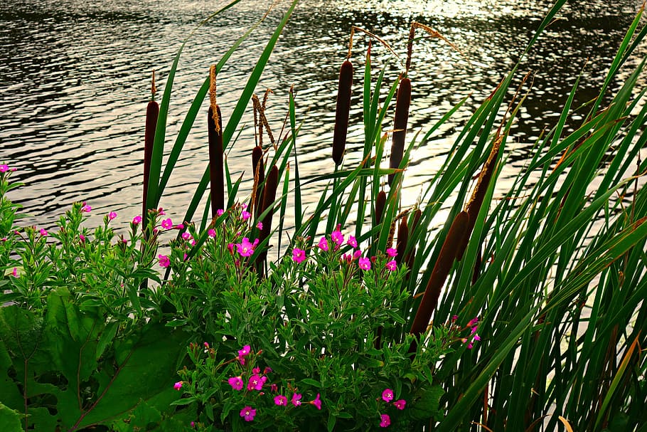 river, riverbank, rushes, reeds, vegetation, water's edge, sunlight on water HD wallpaper