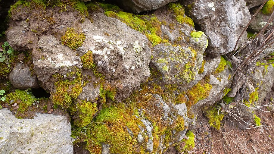 rock, stone, nature, moss, green, plants, rock - object, solid HD wallpaper