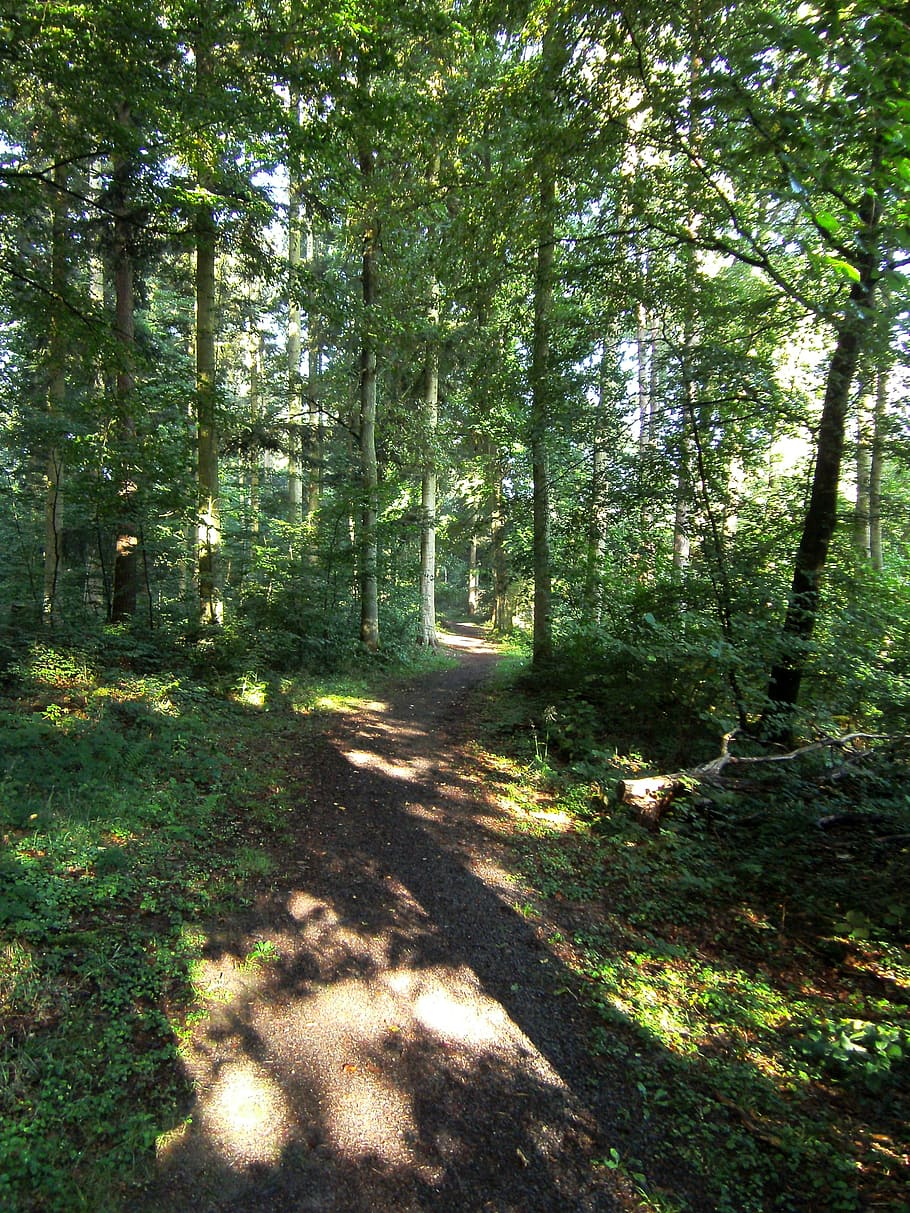 forest path, trees, green, nature, plant, land, sunlight, growth HD wallpaper