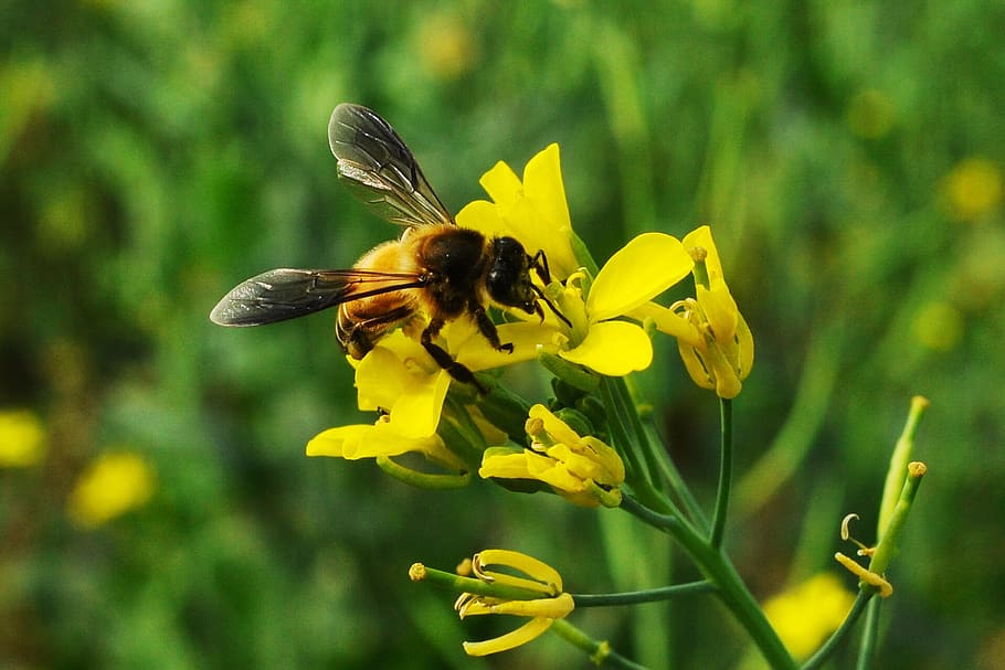 Bee, Insect, Wing, Honeybee, Flying, yellow, nature, bug, flower HD wallpaper