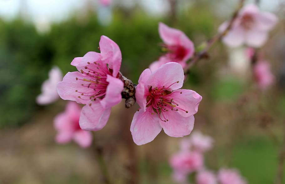 pink cherry blossom blooming at daytime, peach, fruit trees HD wallpaper