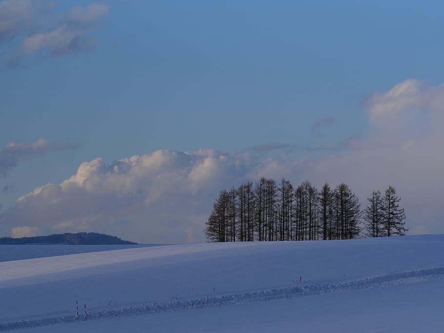 hokkaido, biei, snow, inspiration, winter, tree, sky, cold temperature, HD wallpaper