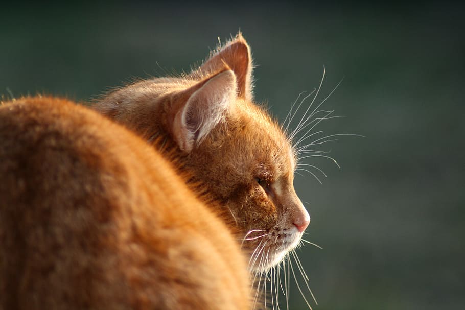 cat, mammal, one animal, animal themes, feline, domestic cat HD wallpaper