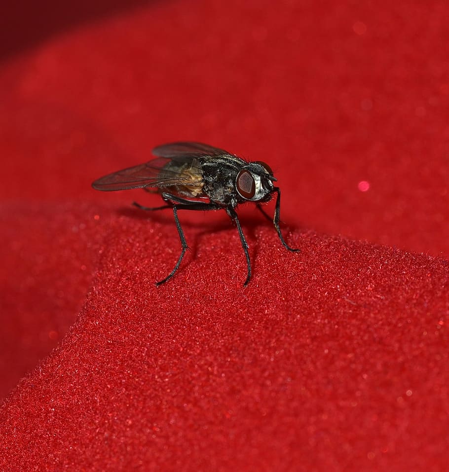 fly, small, black, wing, insect, close, animal, animal world HD wallpaper