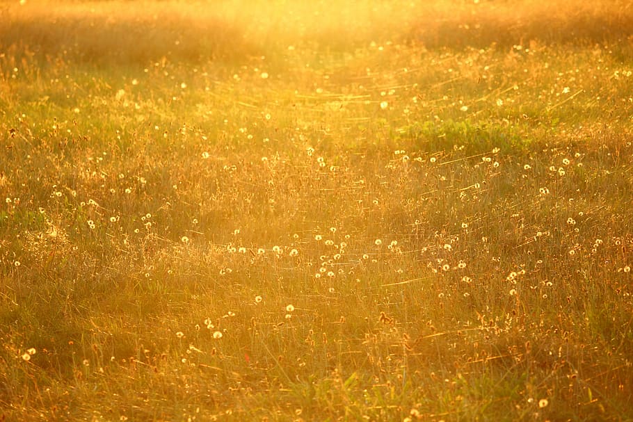 green grass field during golden hour, meadow, sun, spider webs HD wallpaper